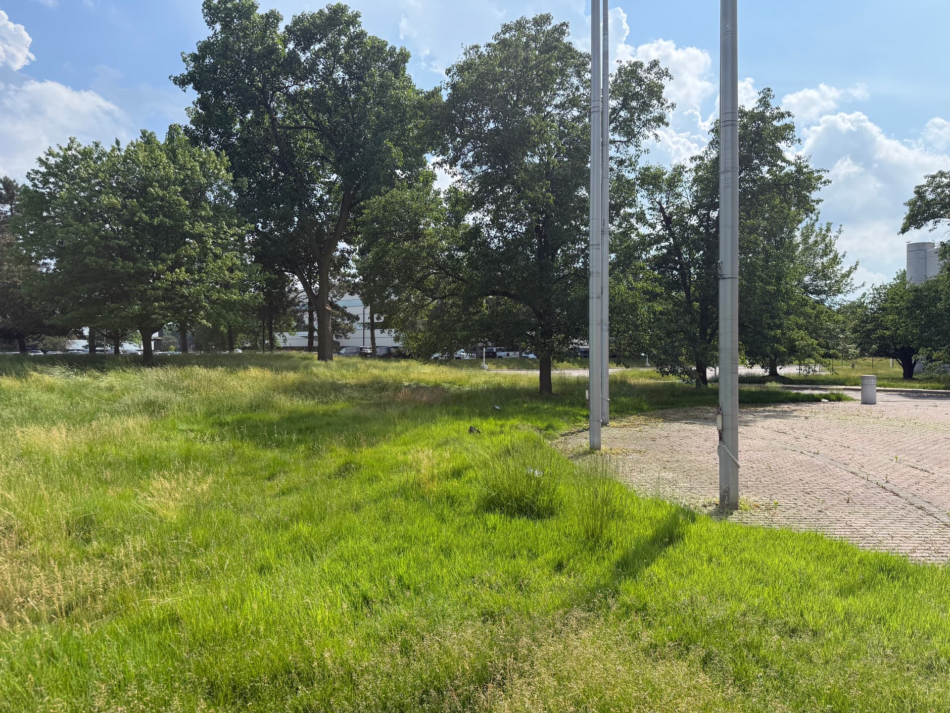 Overgrown commercial property before vegetation reclamation — property recovery, Southeast Michigan